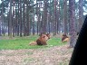 http://www.jpf.de/ahlden/pictures/dcp00039.jpg
